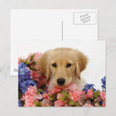 Golden Retriever Puppy and Flowers Briefkaart (Voorkant / Achterkant)