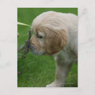 Golden Retriever Puppy Briefkaart