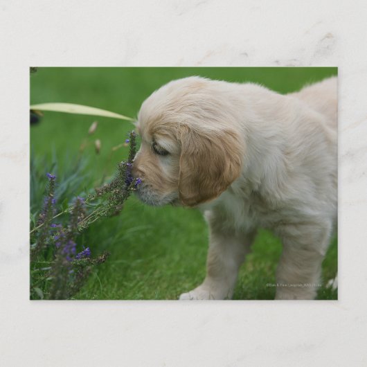 Golden Retriever Puppy Briefkaart (Voorkant)