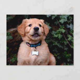 Golden Retriever Puppy Briefkaart