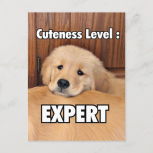 Golden Retriever Puppy Cuteness Level Briefkaart