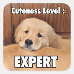 Golden Retriever Puppy Cuteness Level Vierkante Sticker
