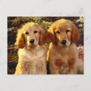 Golden Retriever Puppy Dog Blank Briefkaart