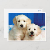 Golden Retriever Puppy Dog Blank Briefkaart (Voorkant / Achterkant)