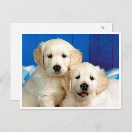 Golden Retriever Puppy Dog Blank Briefkaart (Voorkant / Achterkant)
