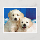 Golden Retriever Puppy Dog Blank Briefkaart (Voorkant)