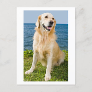 Golden Retriever Puppy Dog Blank Briefkaart