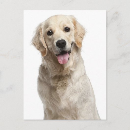 Golden Retriever Puppy Dog Blank Briefkaart (Voorkant)