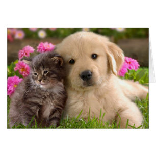 Golden Retriever Puppy Dog en Kitten Blank