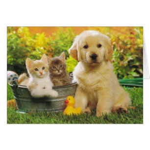 Golden Retriever Puppy Dog en Kittens Blank