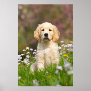 Golden Retriever puppy een schattige Goldie Poster