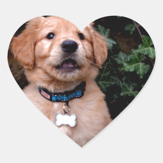 Golden Retriever Puppy Hart Sticker (Voorkant)