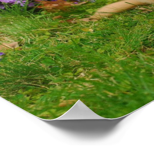 Golden Retriever Puppy in bed of Lavender Phlox Poster (Hoek)