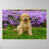 Golden Retriever Puppy in bed of Lavender Phlox Poster (Voorkant)
