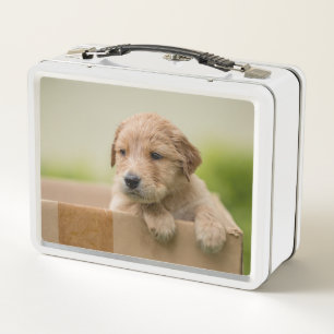 Golden Retriever Puppy in Box