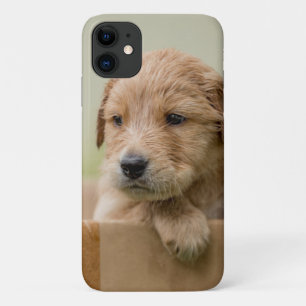Golden Retriever Puppy in Box iPhone 11 Hoesje