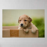 Golden Retriever Puppy in Box