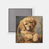 Golden Retriever Puppy in een mand Magneet (Voorkant / Achterkant)