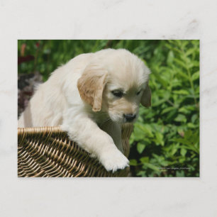 Golden Retriever Puppy in mandje Briefkaart