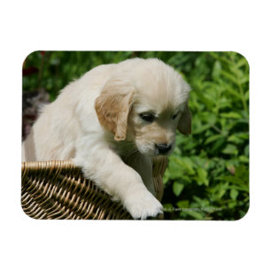 Golden Retriever Puppy in mandje Magneet