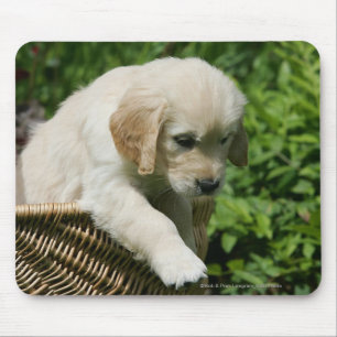 Golden Retriever Puppy in mandje Muismat