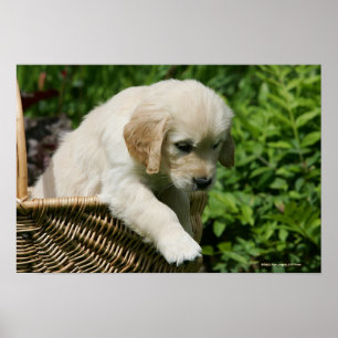 Golden Retriever Puppy in mandje Poster
