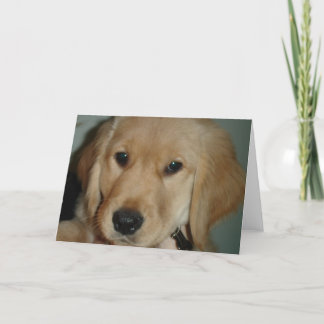 Golden Retriever Puppy Kaart