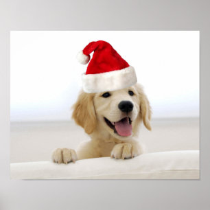 Golden Retriever Puppy kerstPoster Poster