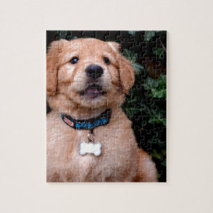 Golden Retriever Puppy Legpuzzel