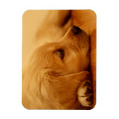 Golden Retriever Puppy Magneet (Verticaal)