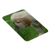 Golden Retriever Puppy Magneet (Rechterzijde)