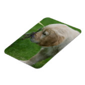 Golden Retriever Puppy Magneet (Linkerzijde)