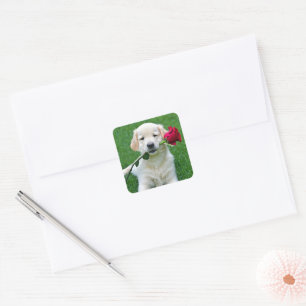 Golden Retriever Puppy met Red Rose Vierkante Sticker