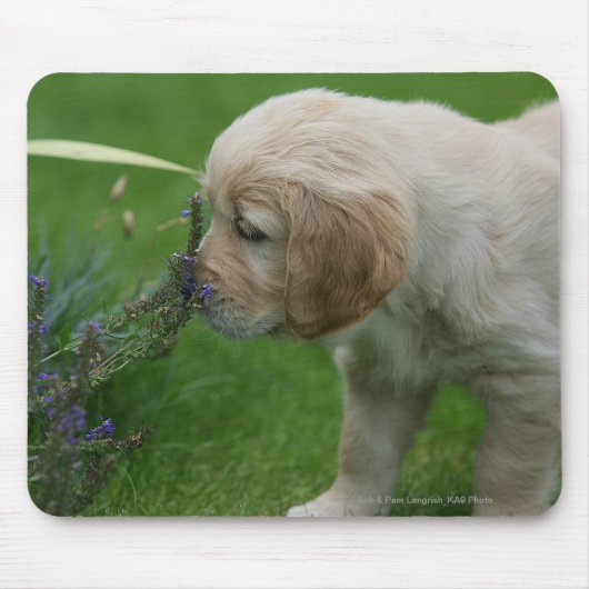 Golden Retriever Puppy Muismat (Voorkant)