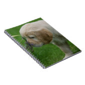 Golden Retriever Puppy Notitieboek (Rechterzijde)