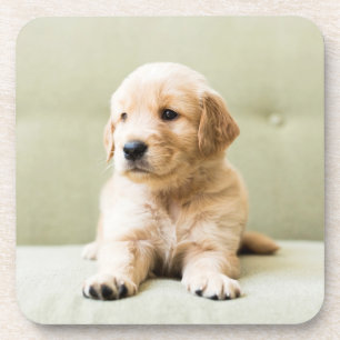 Golden Retriever Puppy op Couch Bier Onderzetter