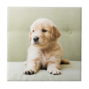 Golden Retriever Puppy op Couch Tegeltje