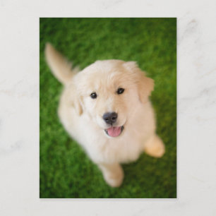 Golden Retriever Puppy op Grass Briefkaart