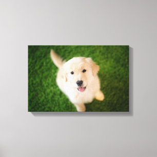 Golden Retriever Puppy op Grass Canvas Afdruk