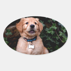 Golden Retriever Puppy Ovale Sticker