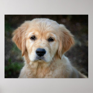 Golden Retriever Puppy Poster