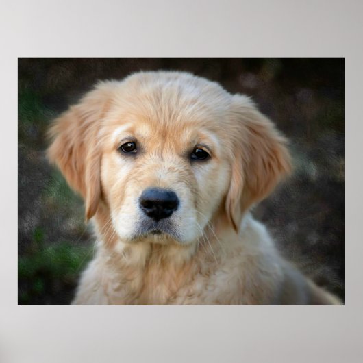 Golden Retriever Puppy Poster (Voorkant)