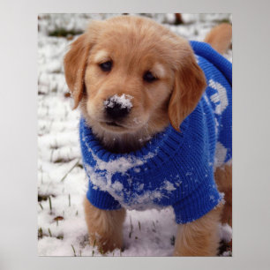 Golden Retriever Puppy Poster