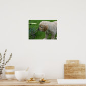 Golden Retriever Puppy Poster (Keuken)