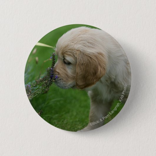 Golden Retriever Puppy Ronde Button 5,7 Cm (Voorkant)