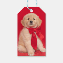 Golden Retriever Puppy Rood Lint