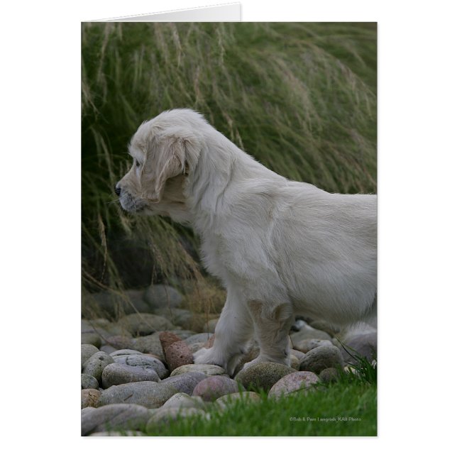 Golden Retriever Puppy Standing (Voorkant)