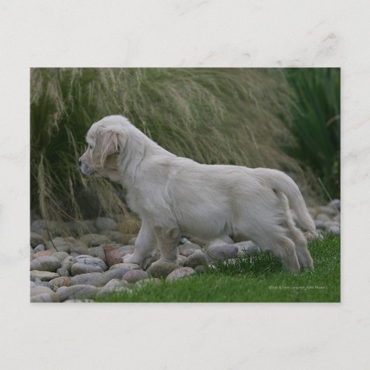 Golden Retriever Puppy Standing Briefkaart (Voorkant)