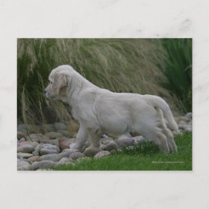 Golden Retriever Puppy Standing Briefkaart