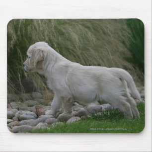 Golden Retriever Puppy Standing Muismat